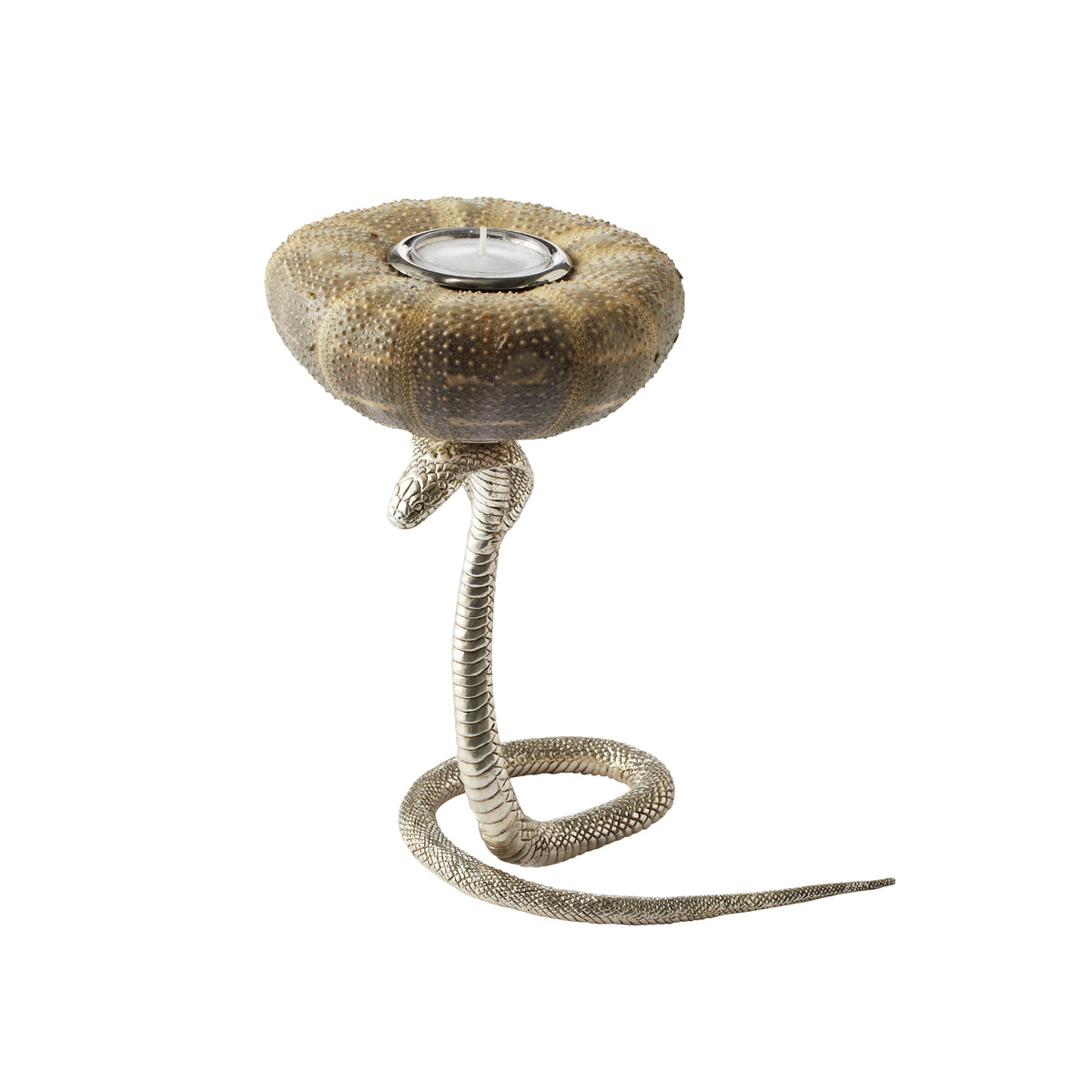 Candle Holder with Silver Plated Cobra