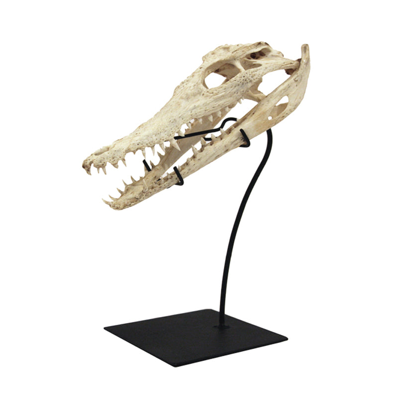 Crocodile Skull on Iron Stand