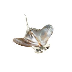 Silver Stingray Salt and Pepper Cellar