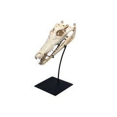 Crocodile Skull on Iron Stand