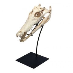 Crocodile Skull on Iron Stand